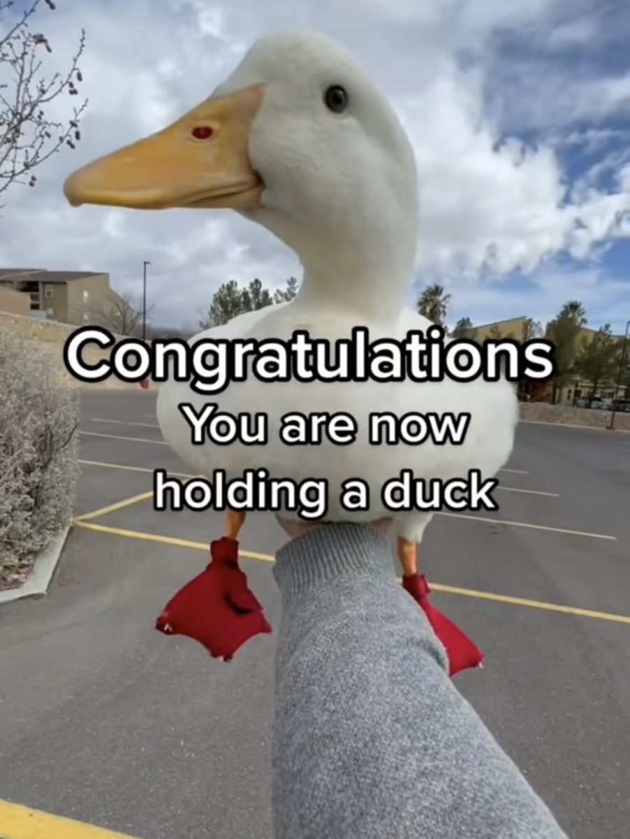 NanbakaAnything's tweet image. Congratulations! Ringo Shirayuki is now holding a duck. Awesome!