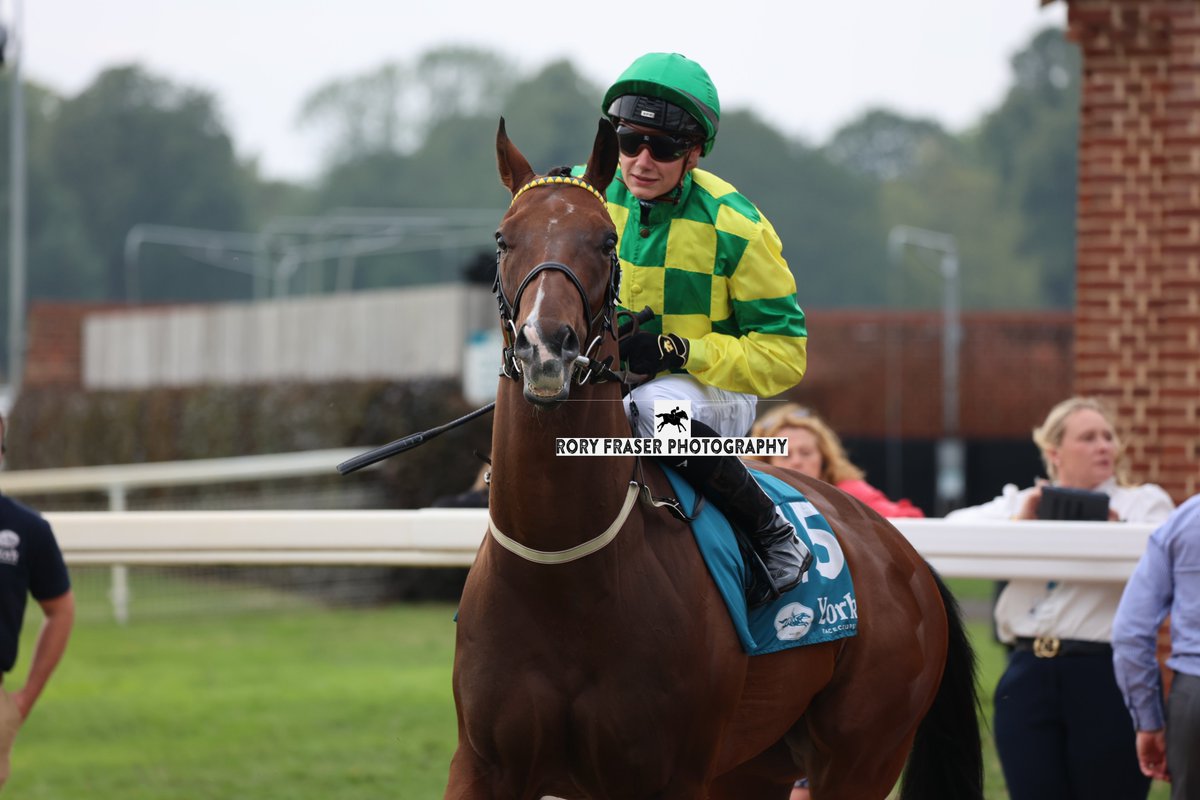 Fourth at York on Friday evening in the class four handicap (6f), SHOWTIME MAHOMES (Dabirsim x Magic Florence)
Trained by <a href="/granttuerracing/">Grant Tuer Racing</a>, owned by <a href="/muffed_punt/">The Muffed Punt Partnership</a> and ridden by <a href="/olistammers/">Oli Stammers</a>.
A six time winner, including on his previous start at Carlisle.
