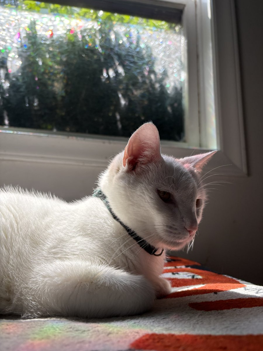 swagmastarpaul's tweet image. It’s Sunday are you sunning it up