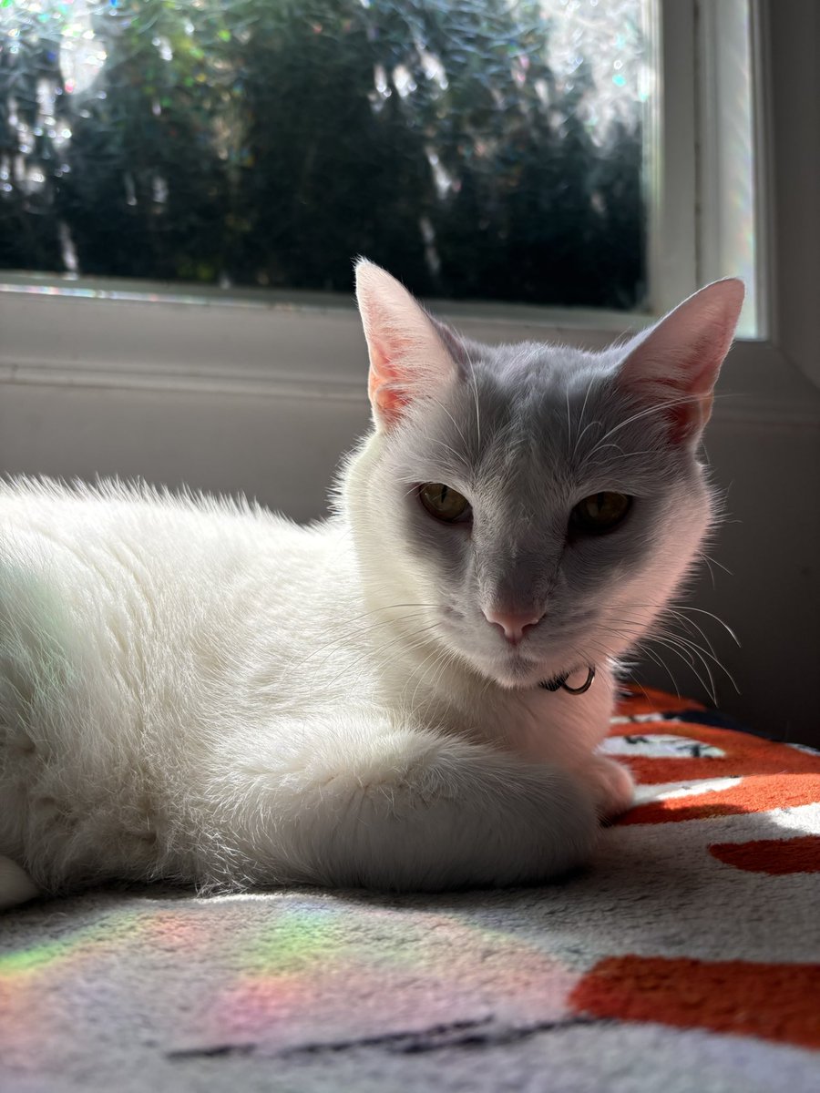 swagmastarpaul's tweet image. It’s Sunday are you sunning it up