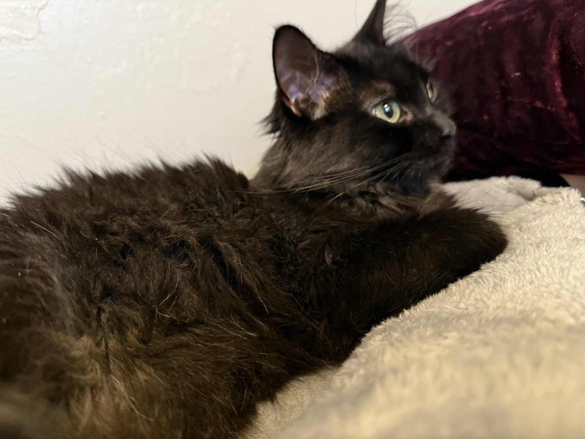 SafiriaVT's tweet image. Announcement coming later today. 🖤✨

In the meantime, it’s Sylvester’s birthday. So can we get some wishes for the birthday boy? 👀