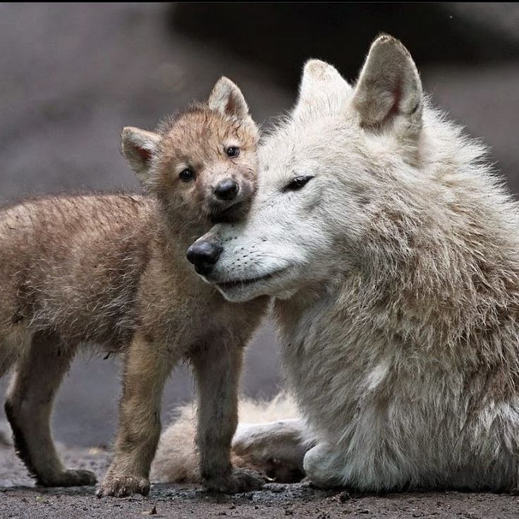 lets rest our little heads on mama