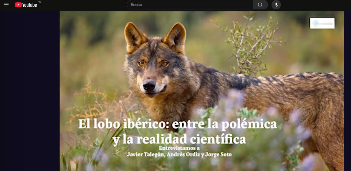 RevistaQuercus's tweet image. #QuercusRecomienda
🎙️ Nuevo episodio en el canal de YouTube Terramirabile:
🐺 “El Lobo ibérico, entre la polémica y la realidad científica”
Con los expertos loberos Javier Talegón, Andrés Ordiz y Jorge Soto.
▶️ Mira aquí:
youtu.be/5nTCsLL9qhQ