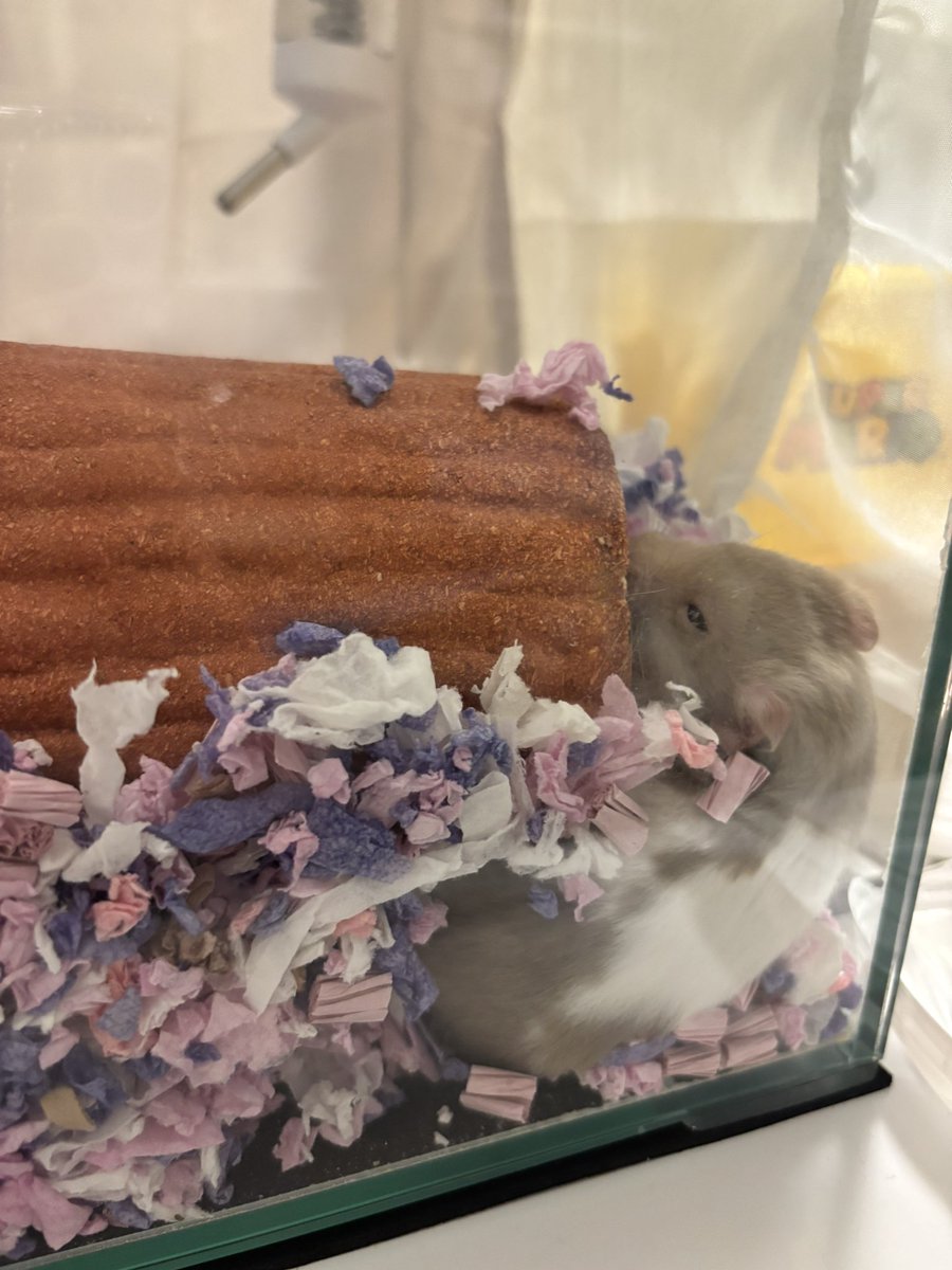 mochu0323's tweet image. うんちマンハウスを洗ったのでベビの頃使ってたハウスを仮で入れたらなんとか快適にしようと頑張っててずっと応援してた🥹ミニプラットフォームがほしいな