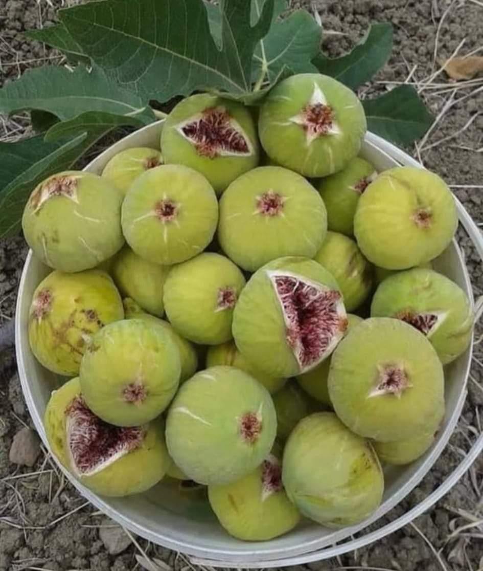 JhanUlfat's tweet image. One of the favorite fruit of Prophet Mohammad pbuh .fig ❤️
