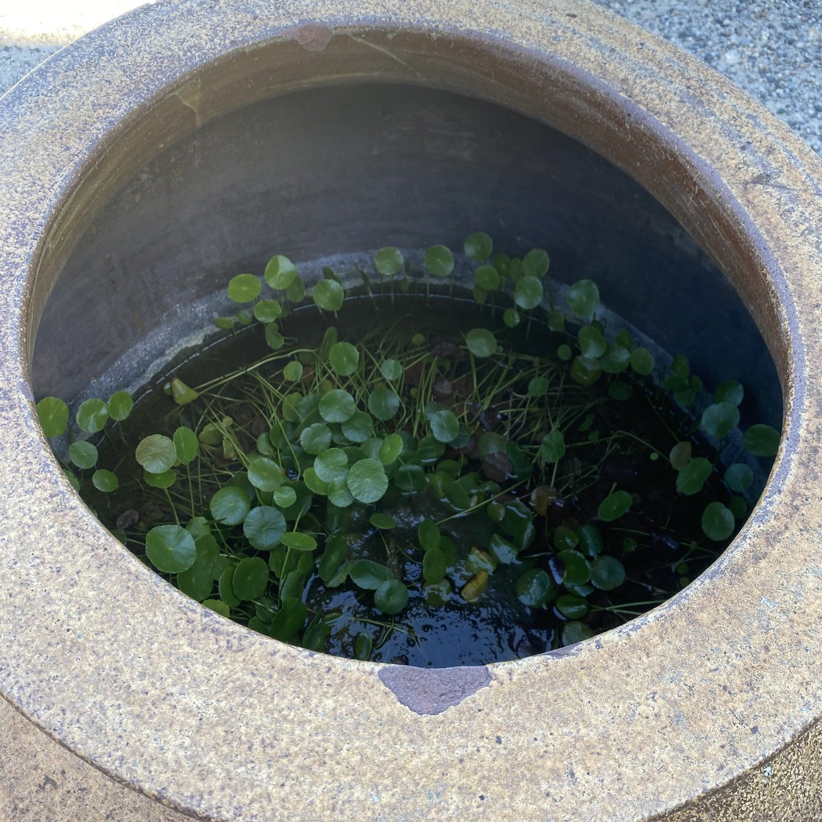 mooowu's tweet image. 常滑　その3
壺？がビオトープみたいになってたり、像にビビったり、お寺の手水舎が独特だったり。
散策はめちゃくちゃ楽しかったけど生活と観光場所が混同してるので、たまに張り紙があるように確かに民家に知らんひと入ってきたりして大変そう。
地図に出てるけどここ本当に道？てとこにドキドキした