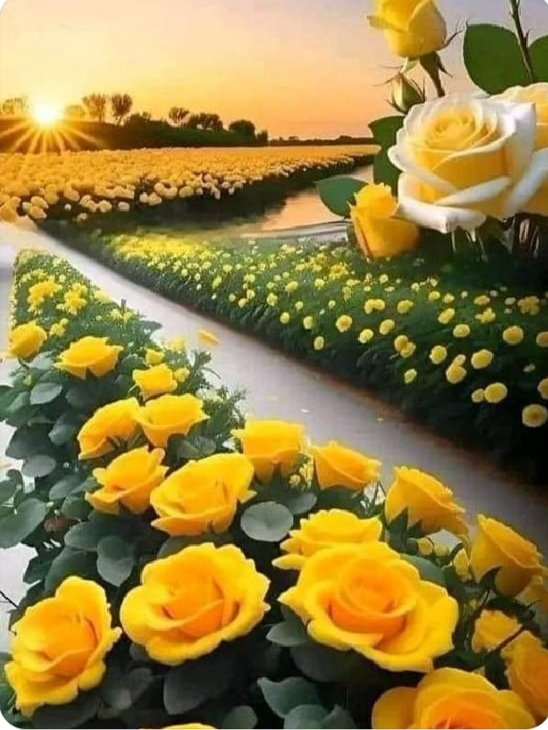 Selamünaleyküm hayırlı akşamlar dilerim canım arkadaşlarım güzel arkadaşlarım 🌹