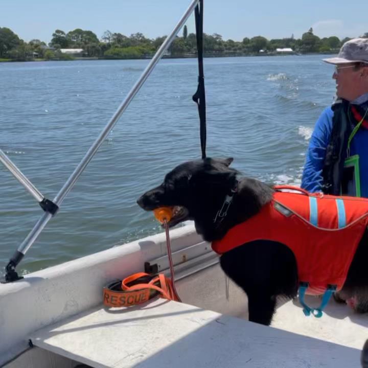 K9River's tweet image. Dutch at work in the boat. Did you know that K9s can locate live humans in the water even in low visibility? Their incredible sense of smell has many uses!