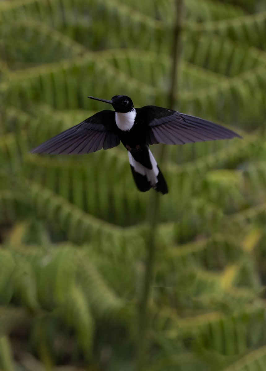 David Ascanio tweet media