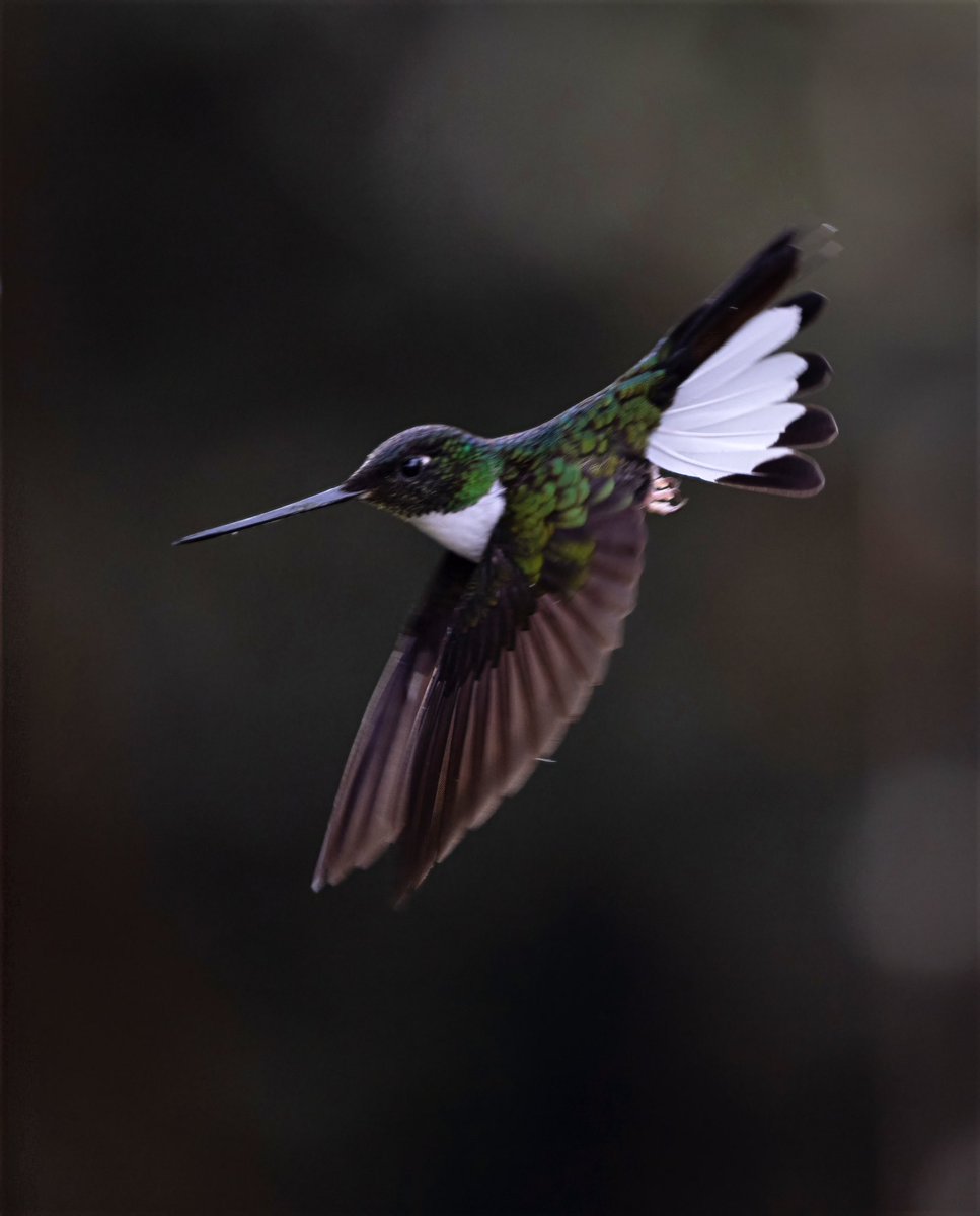 David Ascanio tweet media