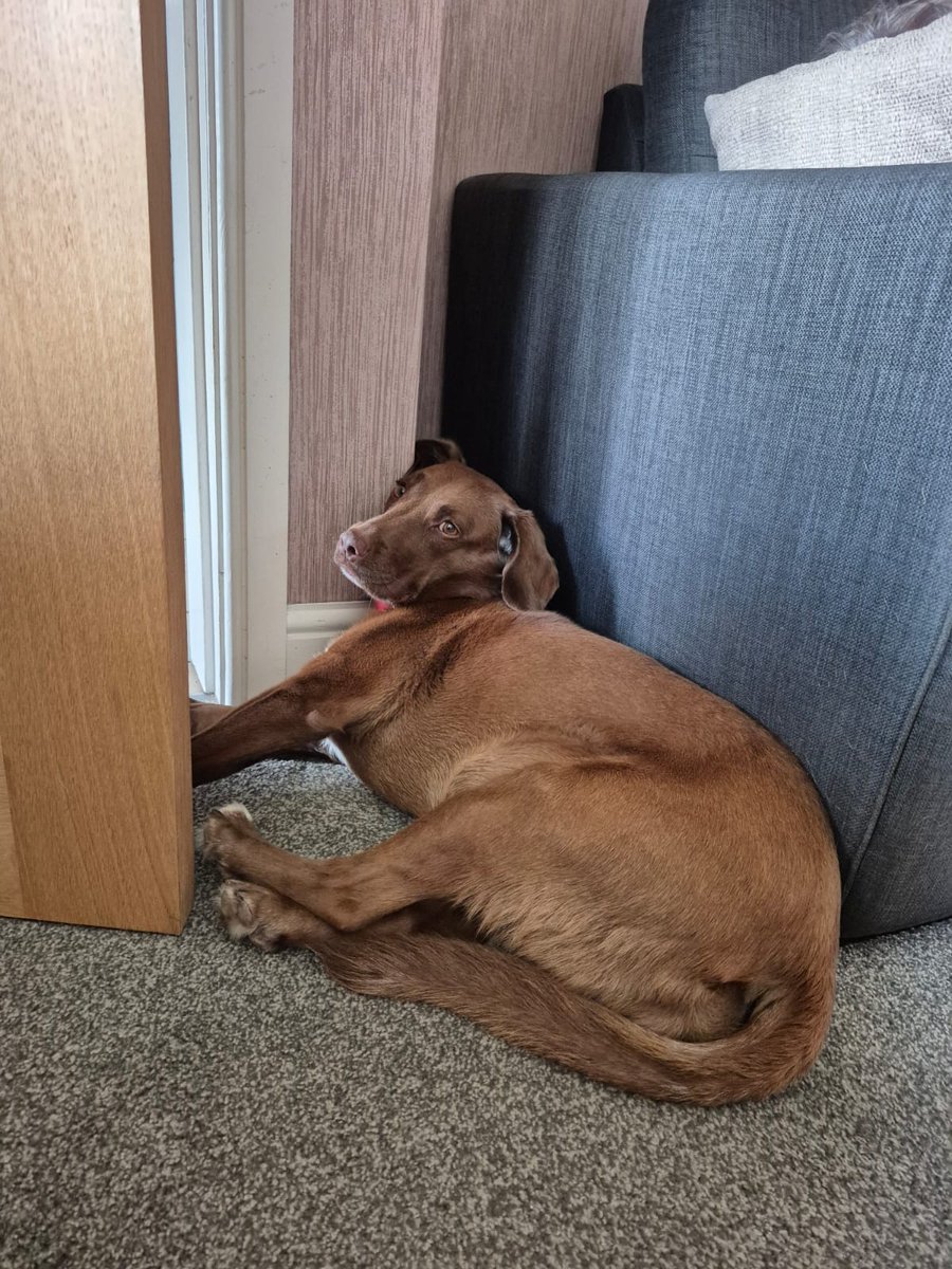 Lola Wigglebutt #BARK (@lolawigglebutt) on Twitter photo OK. Give me that #TourDeCouch trophy now. In the face of (Dad shaped) obstacles on the circuit, I took to the flat and hugged the contours of the land. Peak affletic pawformance *smiles modestly* 😏😊☺️🤭 <a href="/katie_mali65944/">Katie 💉😷 & Allegra 😸 Rose of Sharon 😿🙏🕯🌈</a> OK. Give me that #TourDeCouch trophy now. In the face of (Dad shaped) obstacles on the circuit, I took to the flat and hugged the contours of the land. Peak affletic pawformance *smiles modestly* 😏😊☺️🤭 <a href="/katie_mali65944/">Katie 💉😷 & Allegra 😸 Rose of Sharon 😿🙏🕯🌈</a>