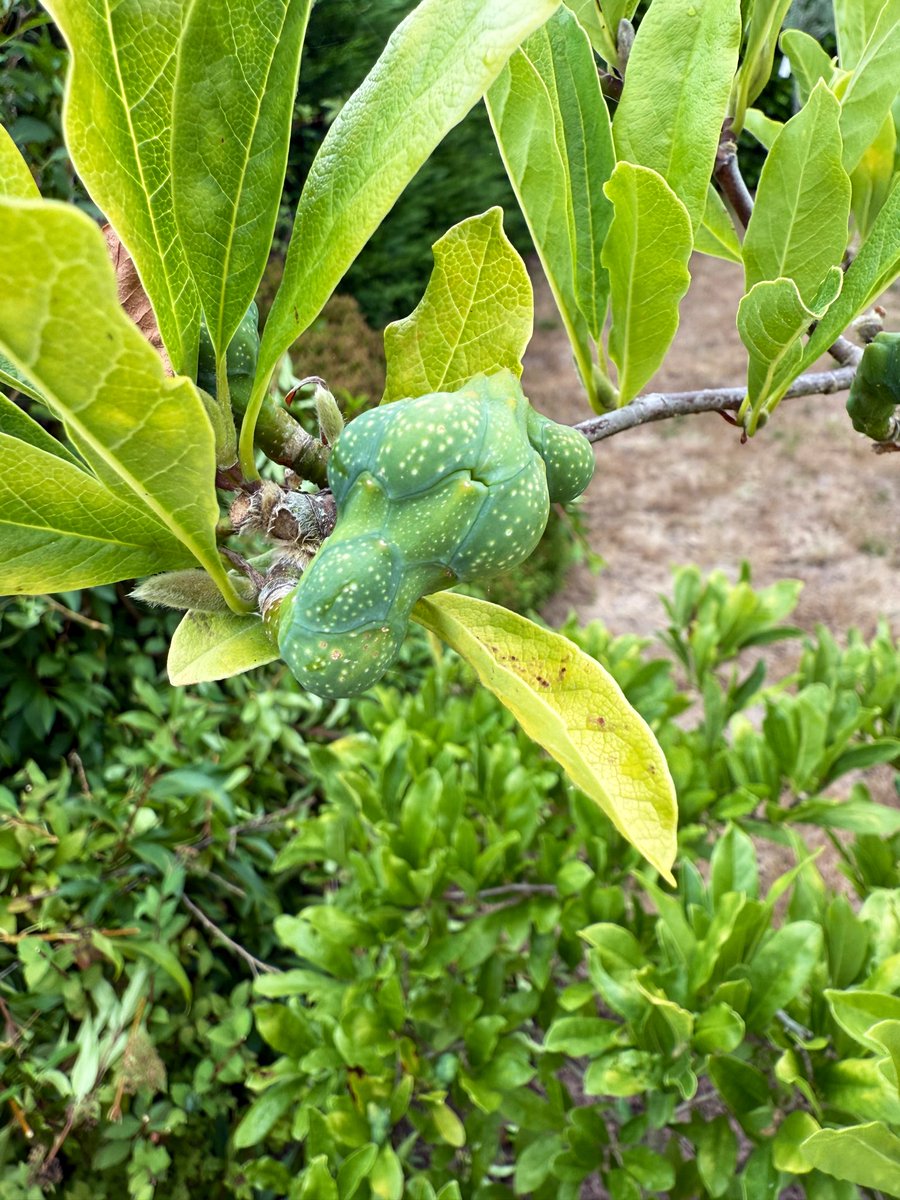 somersetlevel's tweet image. My Miniature Magnolia Stella’s is having babies 🥲