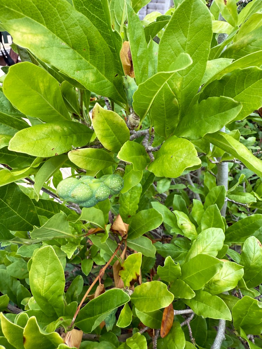 somersetlevel's tweet image. My Miniature Magnolia Stella’s is having babies 🥲