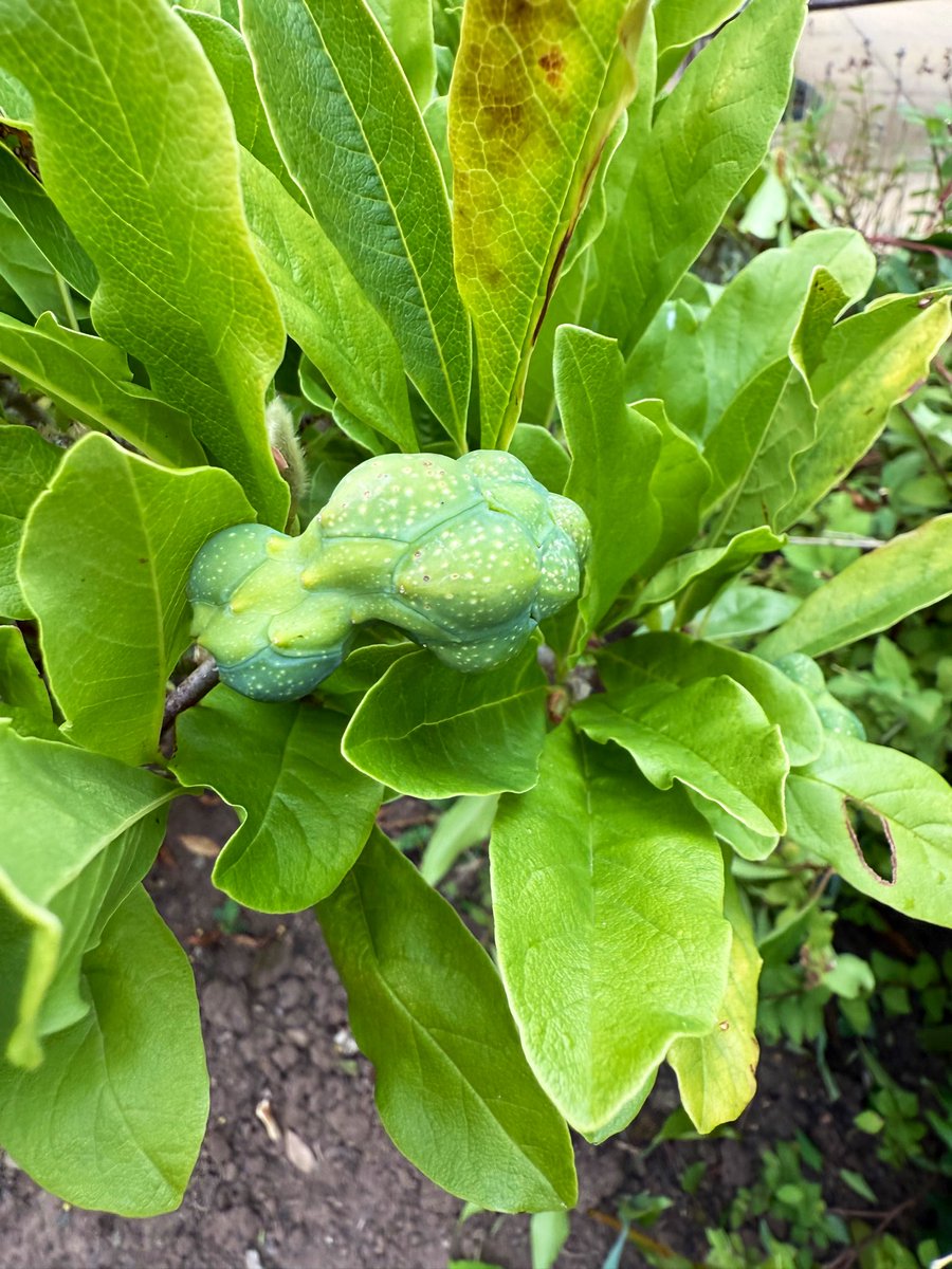 somersetlevel's tweet image. My Miniature Magnolia Stella’s is having babies 🥲