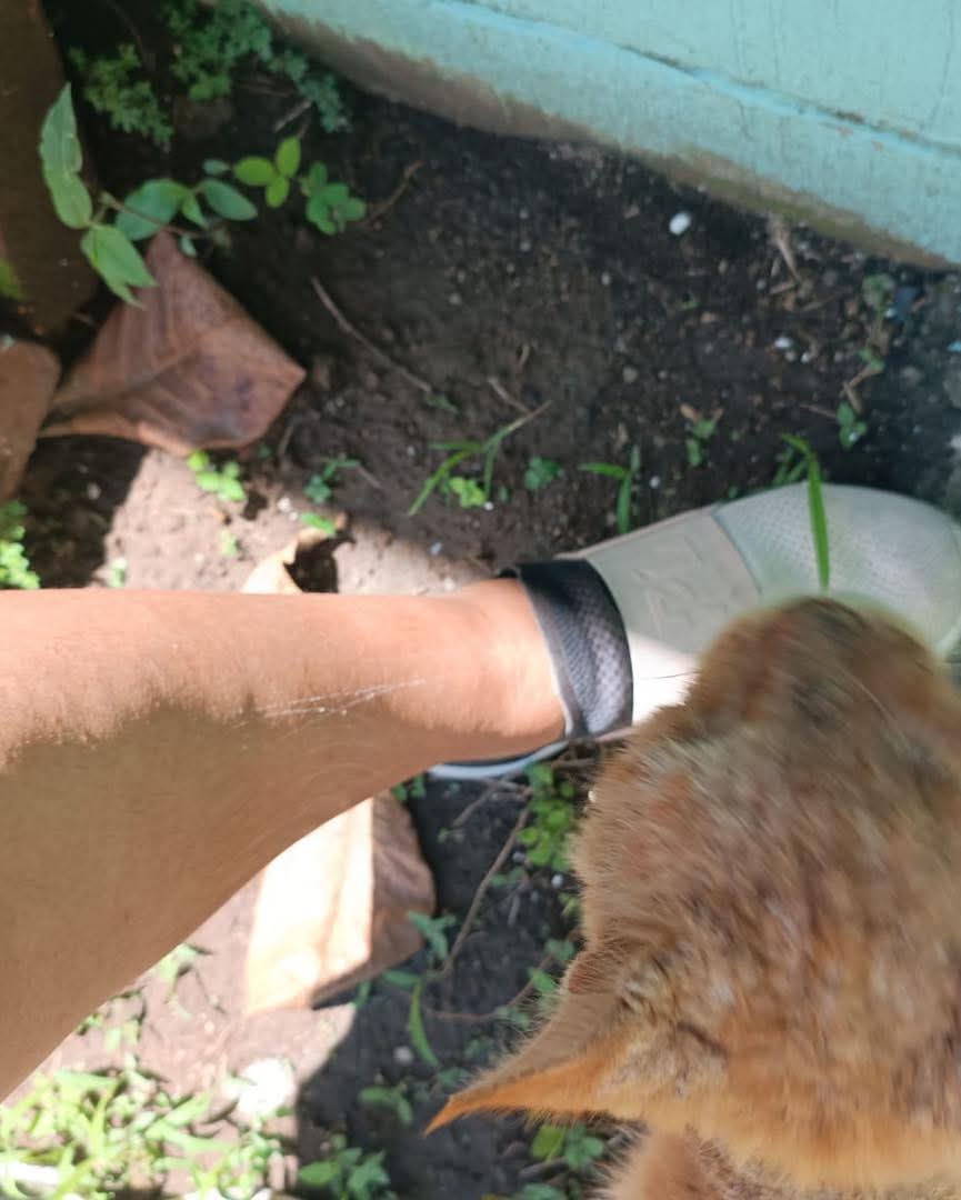 lyssitta's tweet image. #ServicioSocial
#reportan
AYUDA A UN MISHI 🙏
Gatito en mal estado de salud ; piden ayuda para el ya que la persona que lo reporta tiene perros territoriales que no les gustan los gatos 🥹
El gatito se encuentra en nuevo Lourdes poniente en senda las palmeras primera etapa
Si…
