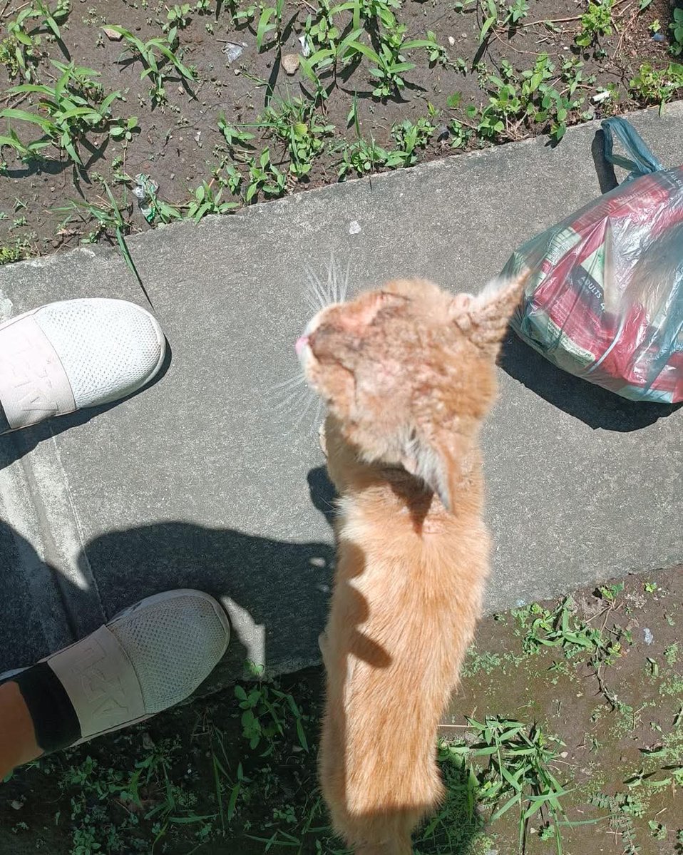 lyssitta's tweet image. #ServicioSocial
#reportan
AYUDA A UN MISHI 🙏
Gatito en mal estado de salud ; piden ayuda para el ya que la persona que lo reporta tiene perros territoriales que no les gustan los gatos 🥹
El gatito se encuentra en nuevo Lourdes poniente en senda las palmeras primera etapa
Si…