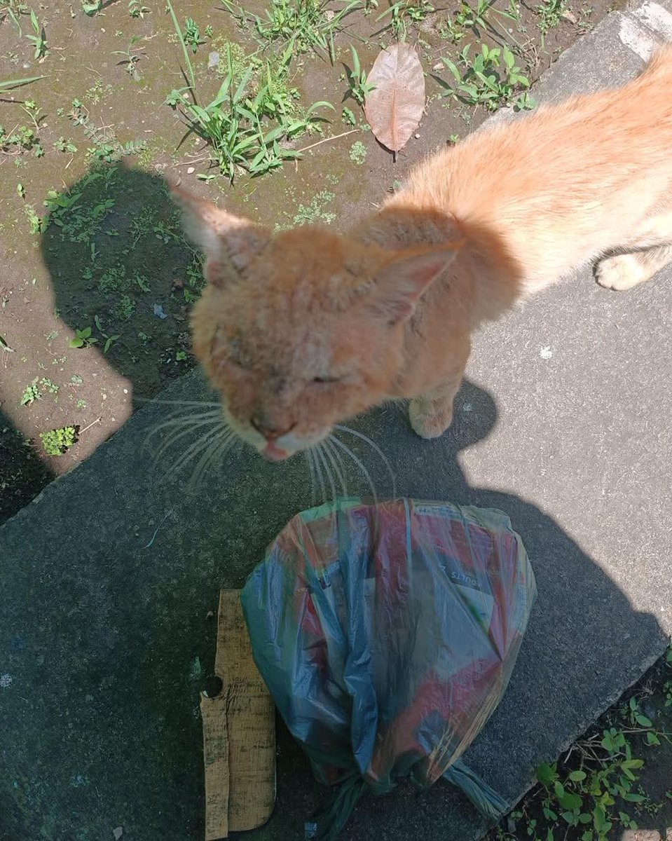 lyssitta's tweet image. #ServicioSocial
#reportan
AYUDA A UN MISHI 🙏
Gatito en mal estado de salud ; piden ayuda para el ya que la persona que lo reporta tiene perros territoriales que no les gustan los gatos 🥹
El gatito se encuentra en nuevo Lourdes poniente en senda las palmeras primera etapa
Si…