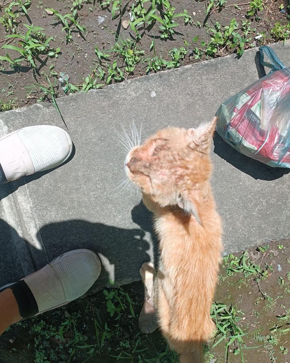 lyssitta's tweet image. #ServicioSocial
#reportan
AYUDA A UN MISHI 🙏
Gatito en mal estado de salud ; piden ayuda para el ya que la persona que lo reporta tiene perros territoriales que no les gustan los gatos 🥹
El gatito se encuentra en nuevo Lourdes poniente en senda las palmeras primera etapa
Si…