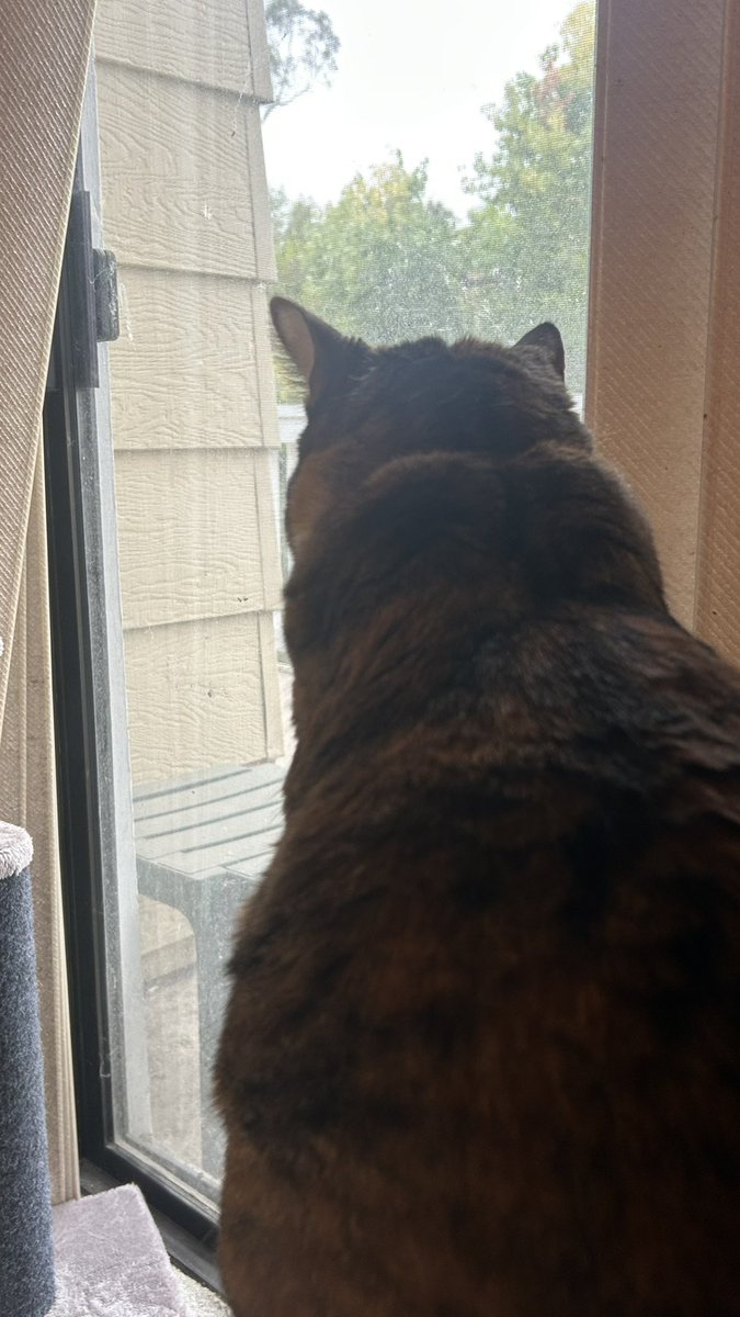 Jadzia doing her window #hedgewatch duties!

Which includes: checking for birbies on the balcony; 

Doing a tree check for the murder of crows that hang out there;

Waiting for the sun to break thru that 7am cloud cover!

And looking serious with her reverse Mohawk!
