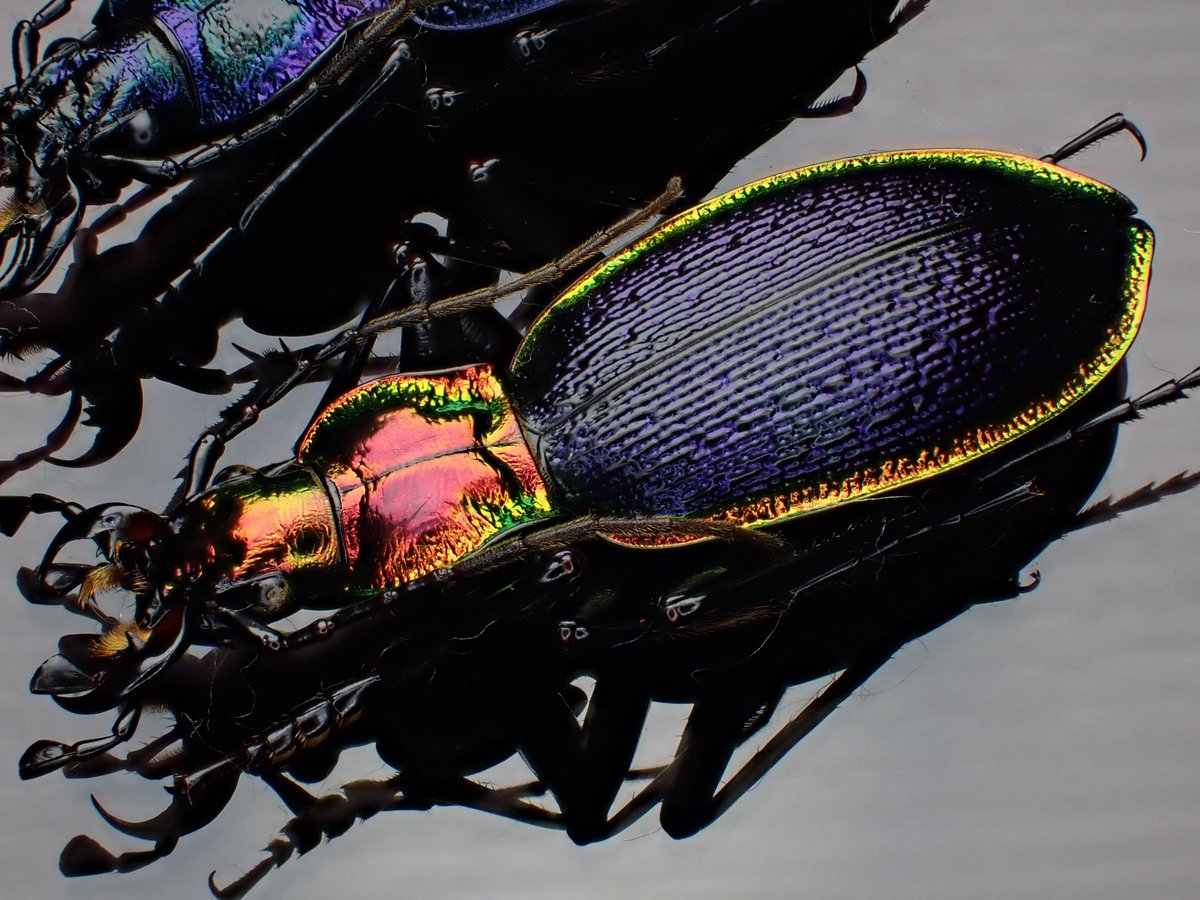 DamasterCarabus's tweet image. Carabus (Chaetocarabus) arcadicus
🇬🇷Greece
海外の標本に手を出し始めた頃、憧れのオサムシの一つでした…割とすぐ大量に手に入りましたけど😅
それなりに所有してますが、今でも個人的に好きなオサムシ上位の存在です。