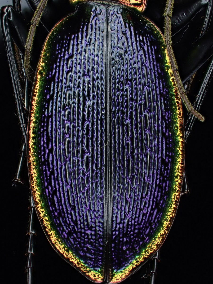 DamasterCarabus's tweet image. Carabus (Chaetocarabus) arcadicus
🇬🇷Greece
海外の標本に手を出し始めた頃、憧れのオサムシの一つでした…割とすぐ大量に手に入りましたけど😅
それなりに所有してますが、今でも個人的に好きなオサムシ上位の存在です。