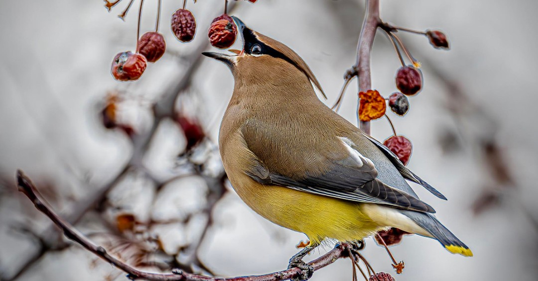 Meet one of Will County’s fruit-loving birds - the cedar waxwing. They can survive on fruit alone for months, even forming red, waxy tips at the ends of their inner-wing feathers due to their berry-rich diet. (Photo courtesy of Joe Viola) 

#Birding #CedarWaxwing