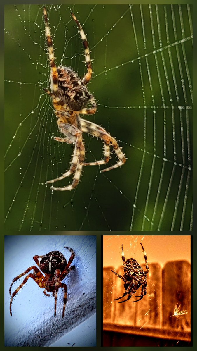 lone_wolf__1's tweet image. ya caught me on the web again