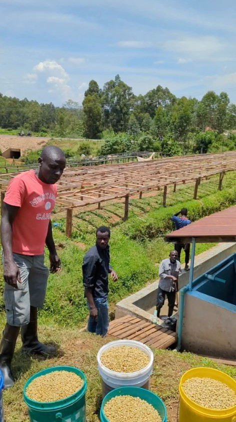The_Pons's tweet photo. We just bought back the remaining consigned Kenyan Coffee with @WenSwap_io .

Consigners earned a 21% GM equivalent to a 26% APY

Bonus --- they supported a group of farmers in Kenya