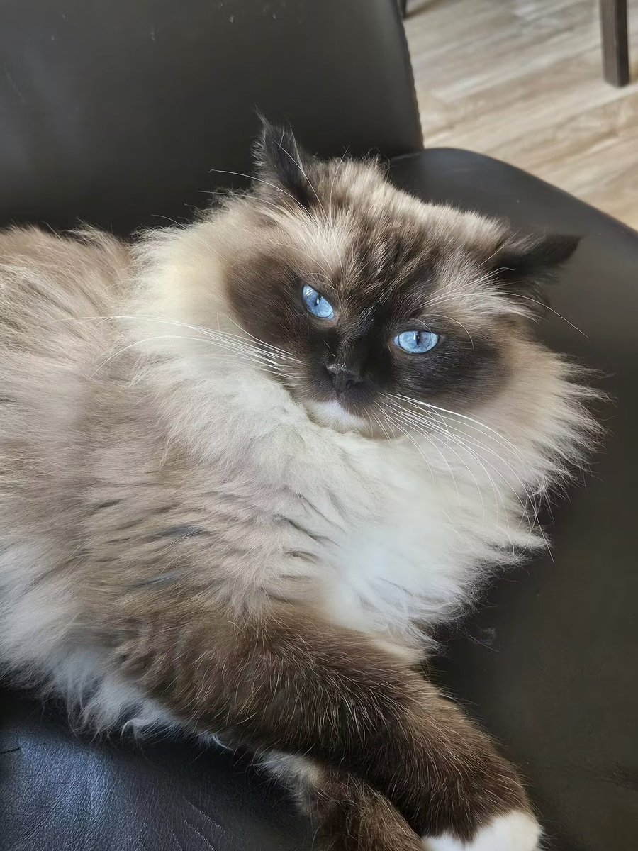 Michael28472610's tweet image. my cat