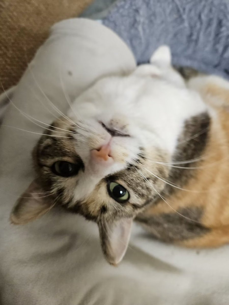 Michael28472610's tweet image. my cat