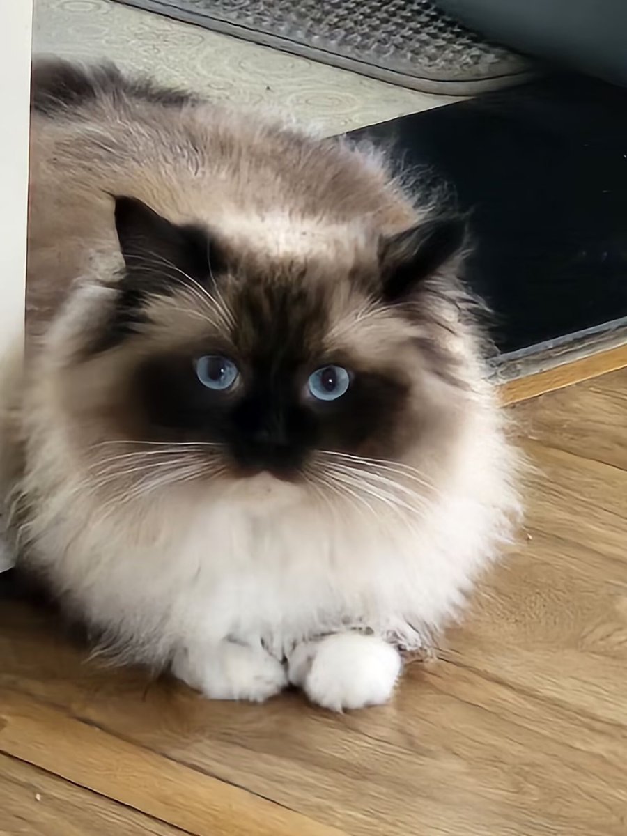 Michael28472610's tweet image. my cat
