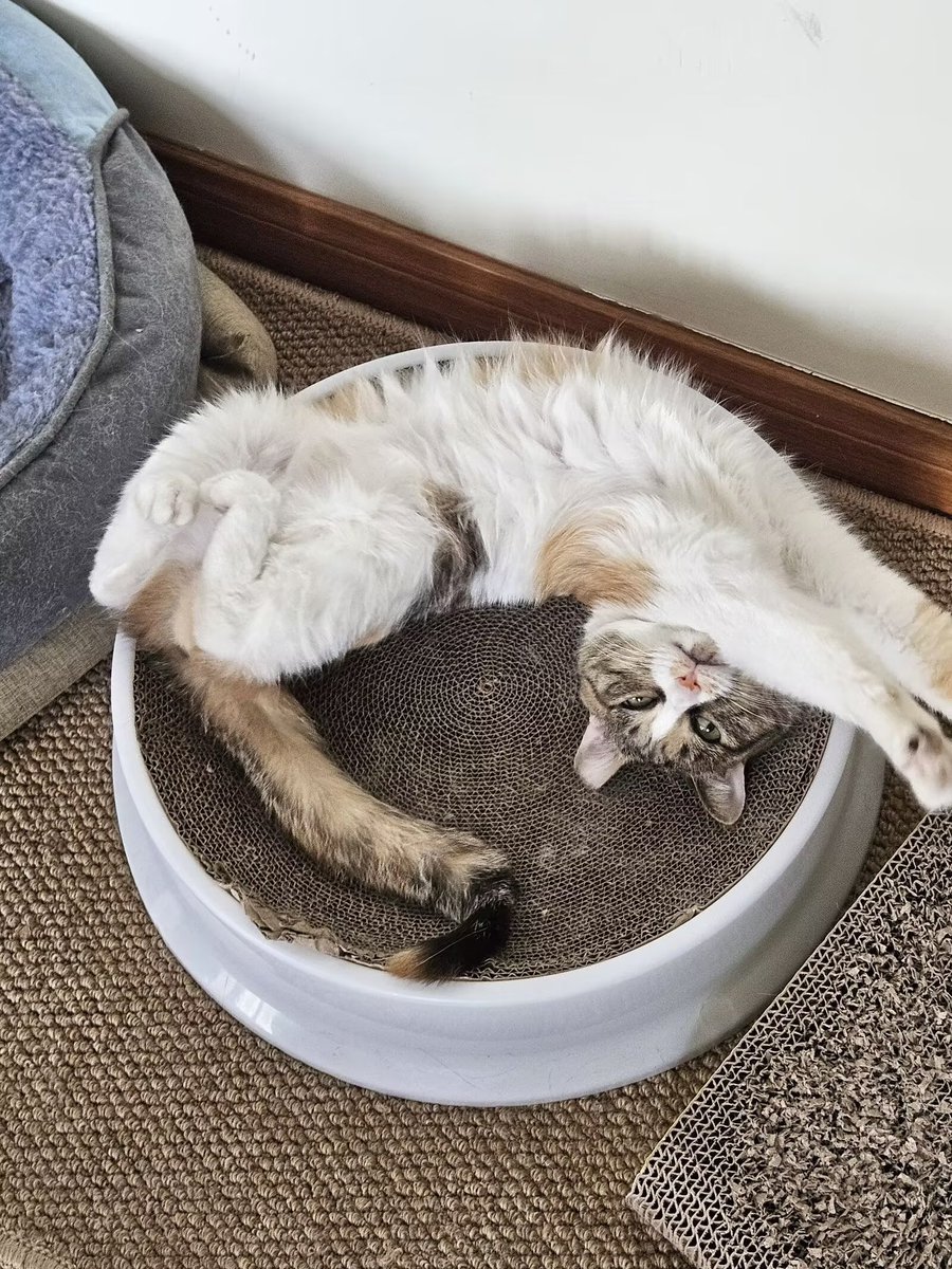 Michael28472610's tweet image. my cat