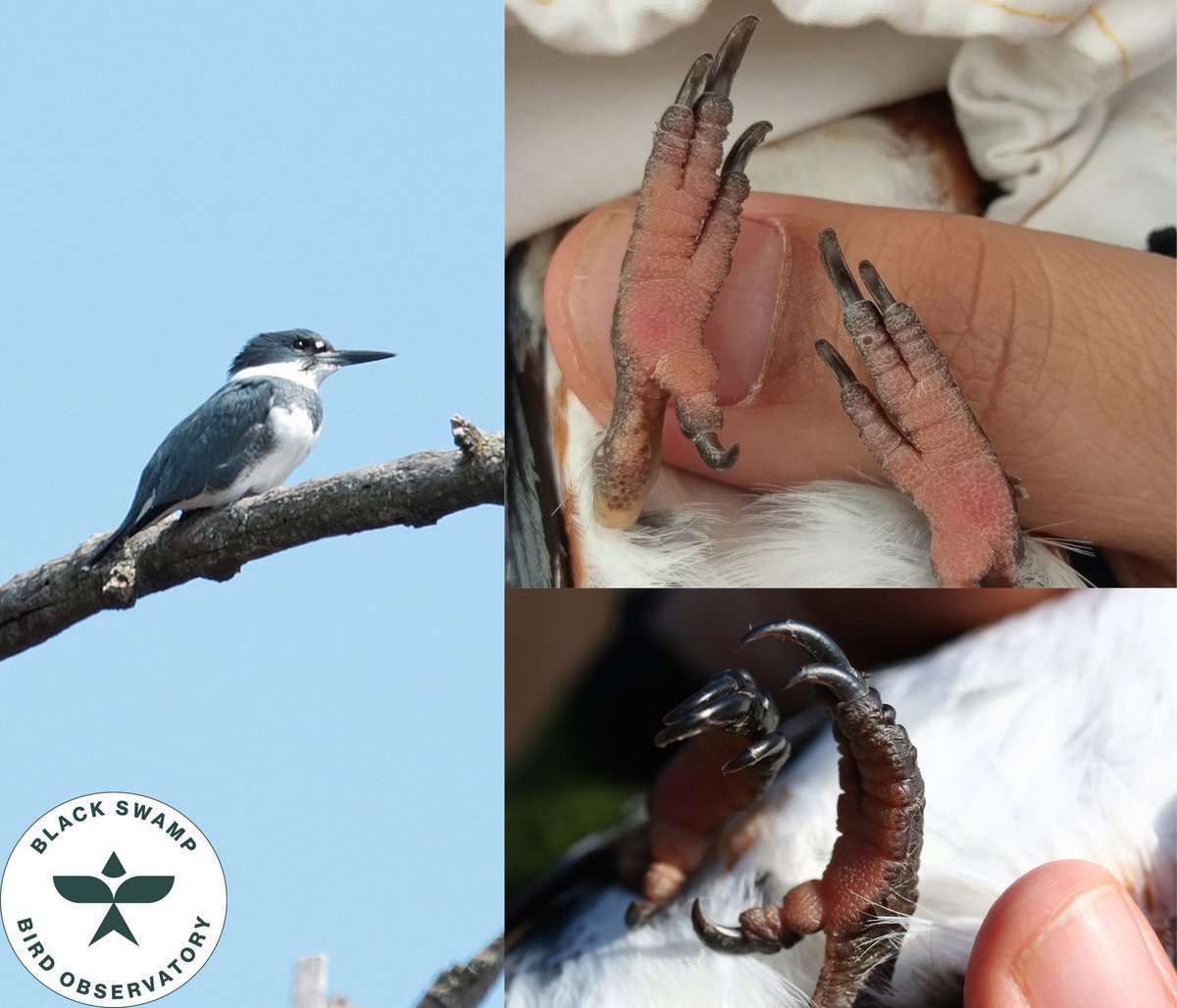 Belted Kingfisher fun fact that I just learned. So I’m sharing. 
BEKI’s have syndactyl feet, meaning two of their toes are partially fused together!
These unique feet are mainly used for perching and digging nesting burrows.

📸 : Black Swamp Bird Observatory