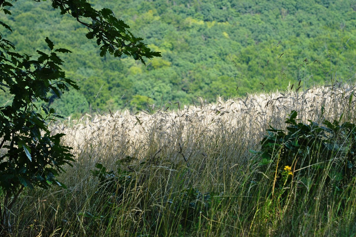 Forstler1's tweet image. Sommer!