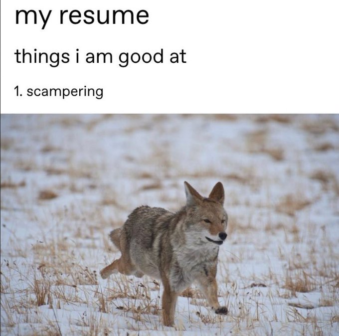 EllisSnuppy's tweet image. I dunno how i can't find a job, my resume is perfect