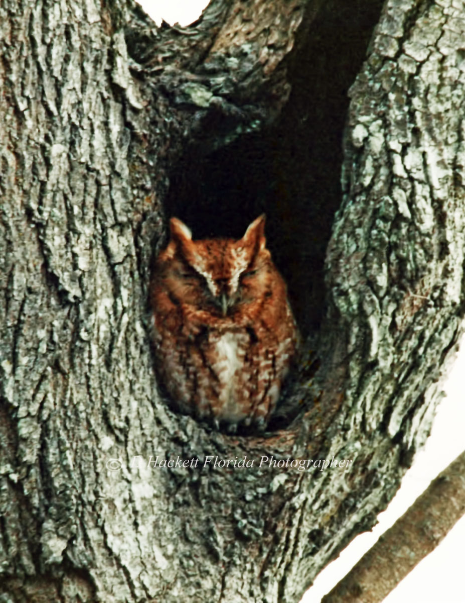 dhackett4150's tweet image. This sleepy Eastern Screech Owl was sleeping in my Aunts red bud tree here in rural Florida. donna-hackett.pixels.com/featured/sleep…