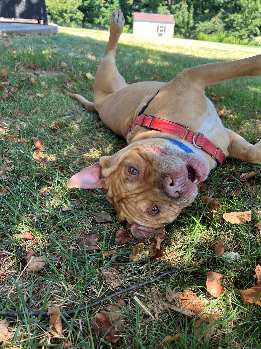YourSPCA's tweet image. Want some one-on-one time with a shelter dog — no strings attached?
Check out Doggie Entourage, presented by Moog! You’ll get to take a shelter pup out of their kennel for an adventure-filled day of fun, snuggles, and tail wags. Walks, playtime, chill hangs is all on the agenda!