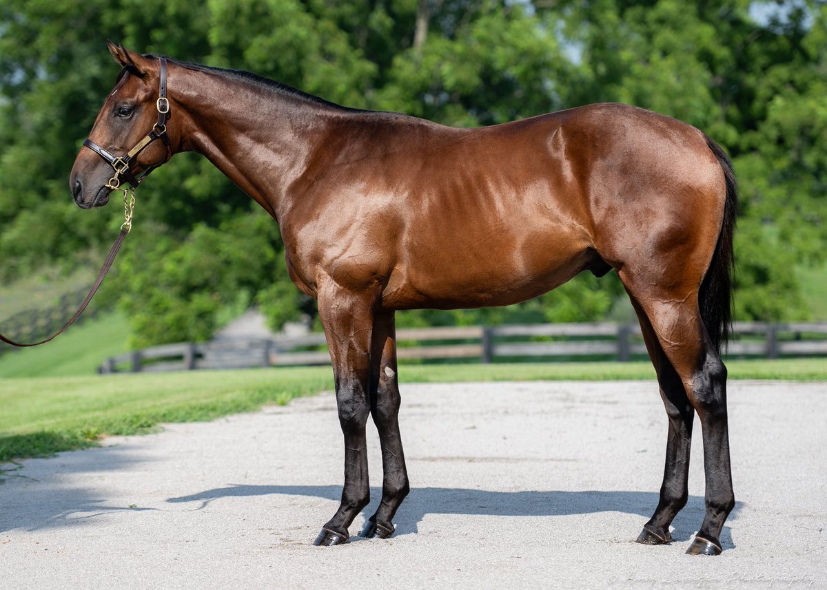 amylanigan1's tweet image. Hip 214 - big-walking colt by @spendthriftfarm stallion BOLT D’ORO, from an outstanding Peter Blum family that includes G1 winners including SILVER STATE, MONARCHOS, etc. Selling @FasigTiptonCo Saratoga Sale with Bridie Harrison.