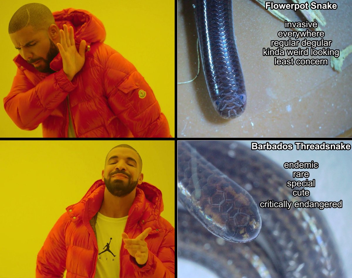 Connor Blades tweet media