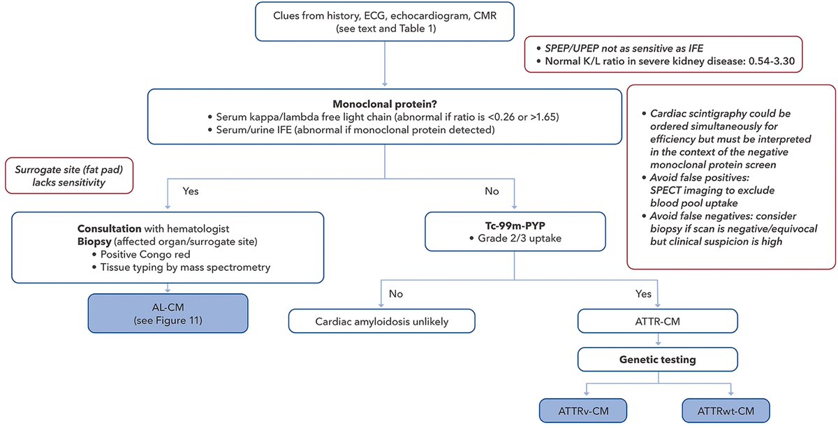 #SundayCardioGuide
 Red flags for cardiac amyloidosis:
-LV wall ≥12 mm without another cause (e.g. HTN)
-Low ECG voltage + thick walls
-HFpEF with neuropathy or carpal tunnel
-Aortic stenosis with “speckled” myocardium

Work-up below as per ACC Expert Consensus
#CardioTwitter