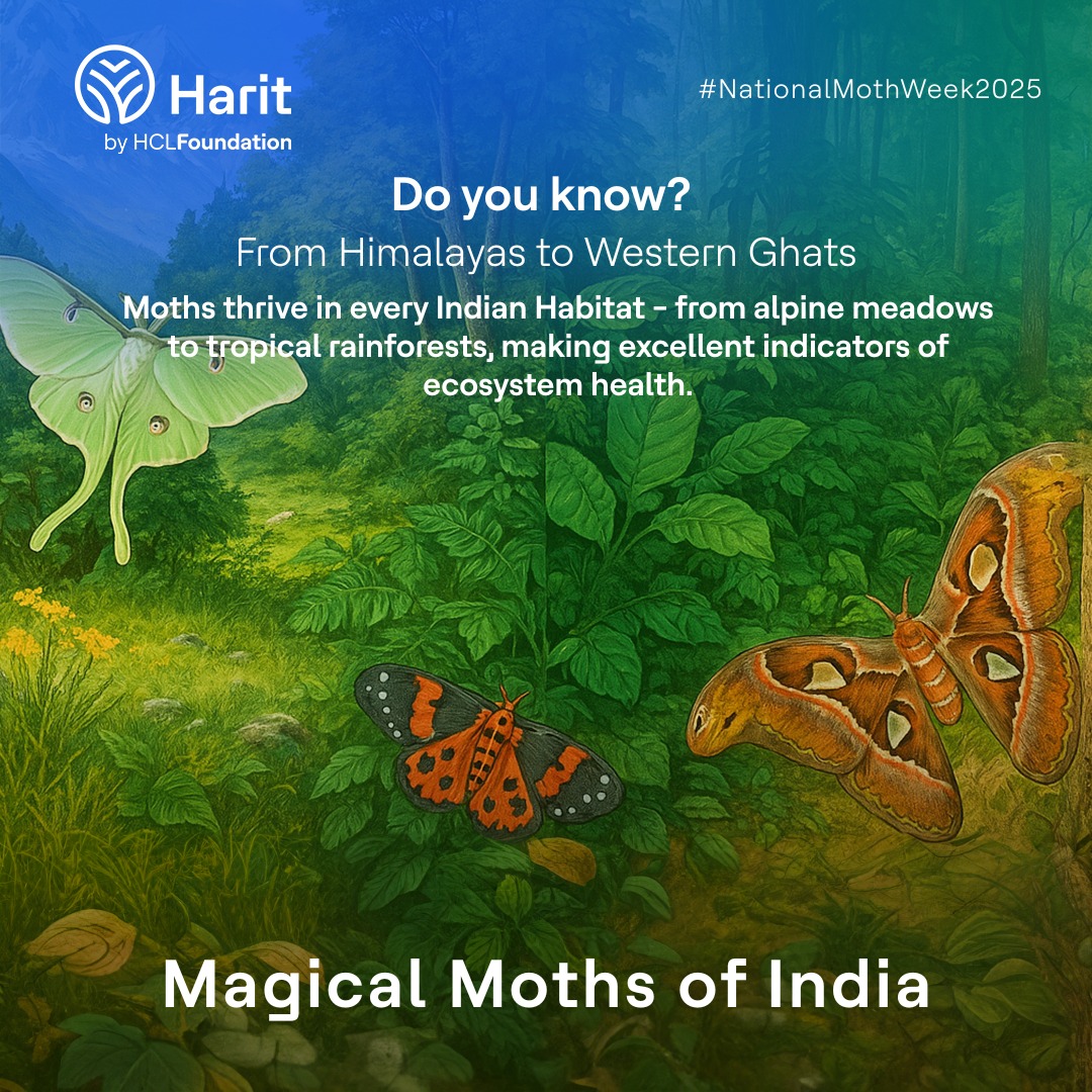 Be it cold mountain meadows or steamy rainforests, moths are everywhere. They adapt and thrive becoming one of the best indicators of environmental health.
#NationalMothWeek2025 #CitizenScience #MothAwareness #HaritbyHCLFoundation #HCLFoundation