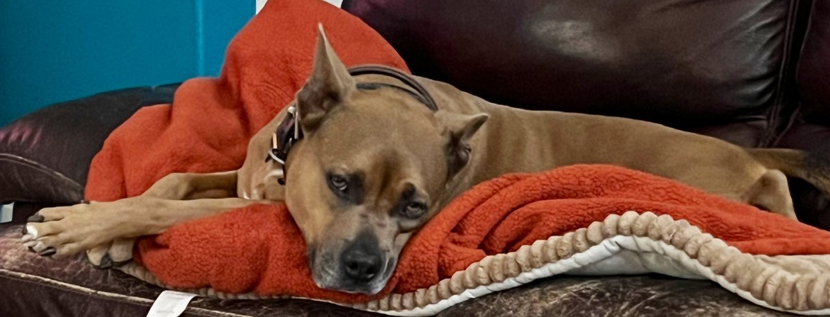 janicesghost's tweet image. I fixed his blanket just right so he’s luxuriating a little bit.