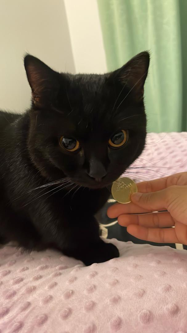 Aifaa Shafia tweet media