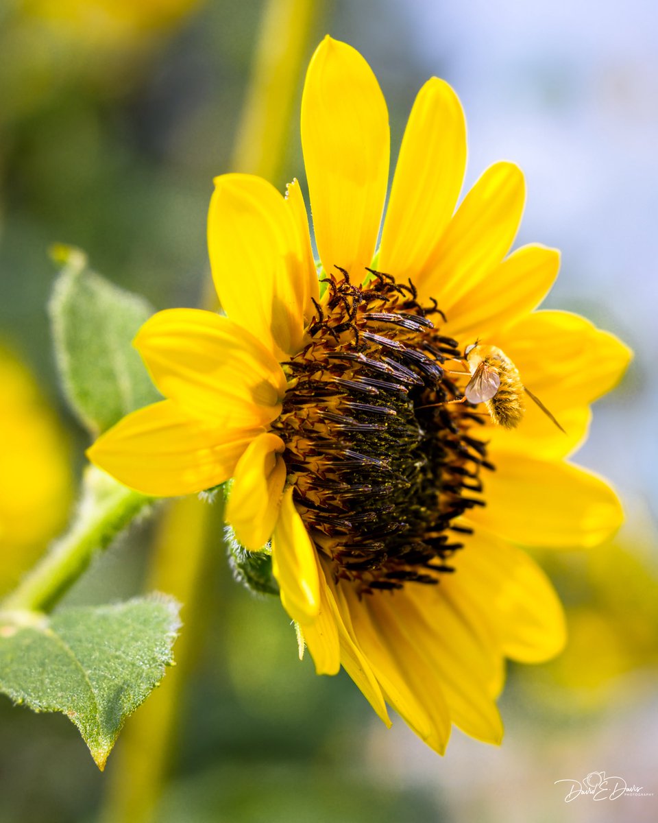 BigSkyCaptures's tweet image. Sunday Yellow! 💛🌻
Enjoying a glorious northern Colorado morning, relaxing among the sunflowers in the yard, and listening to cicadas. Well, that last point is annoying. Temperatures are rising to 100° later, so I’m enjoying being outside while I can. Have a fantastic Sunday!