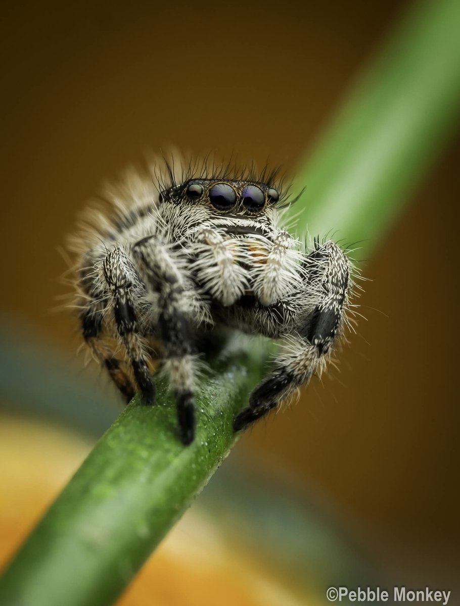 Mark Bentley/Pebblemonkey photography📷 tweet media