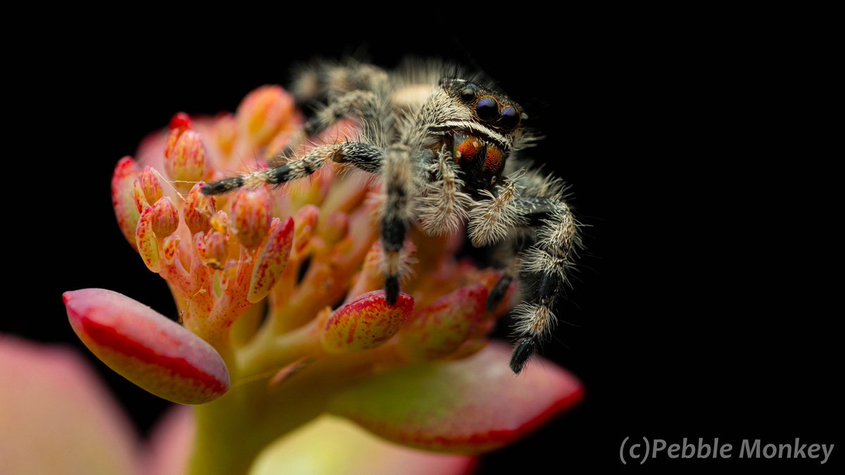 Mark Bentley/Pebblemonkey photography📷 tweet media