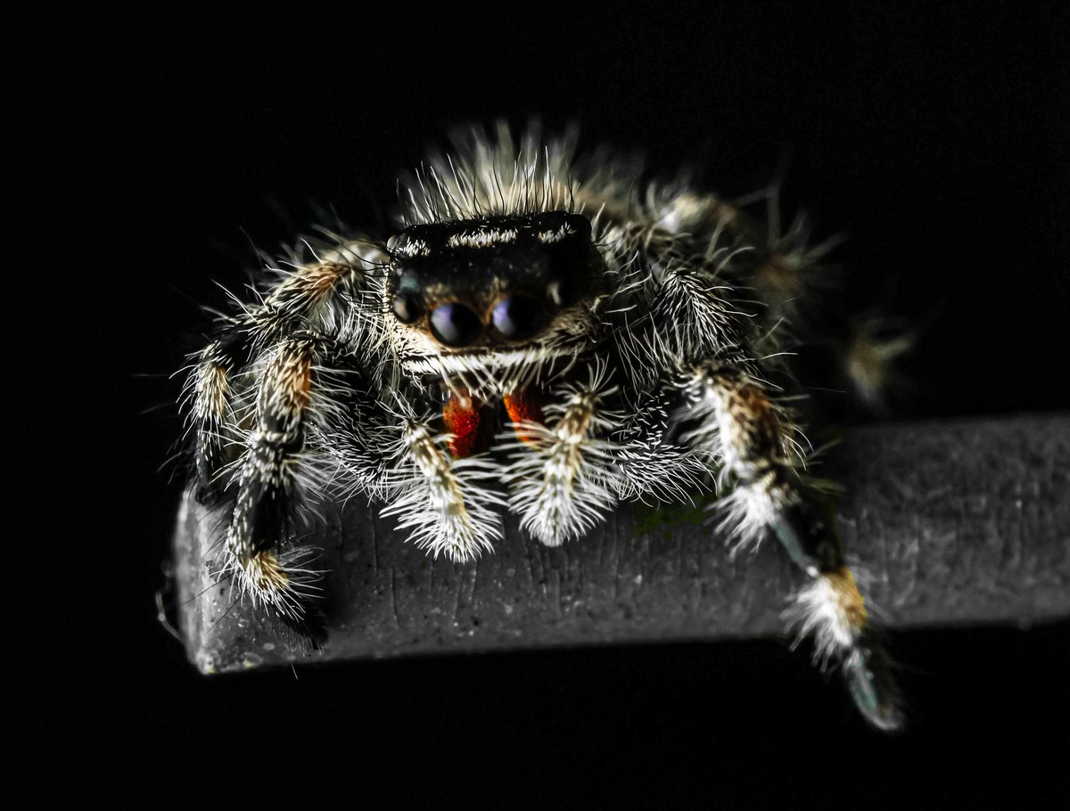 Mark Bentley/Pebblemonkey photography📷 tweet media