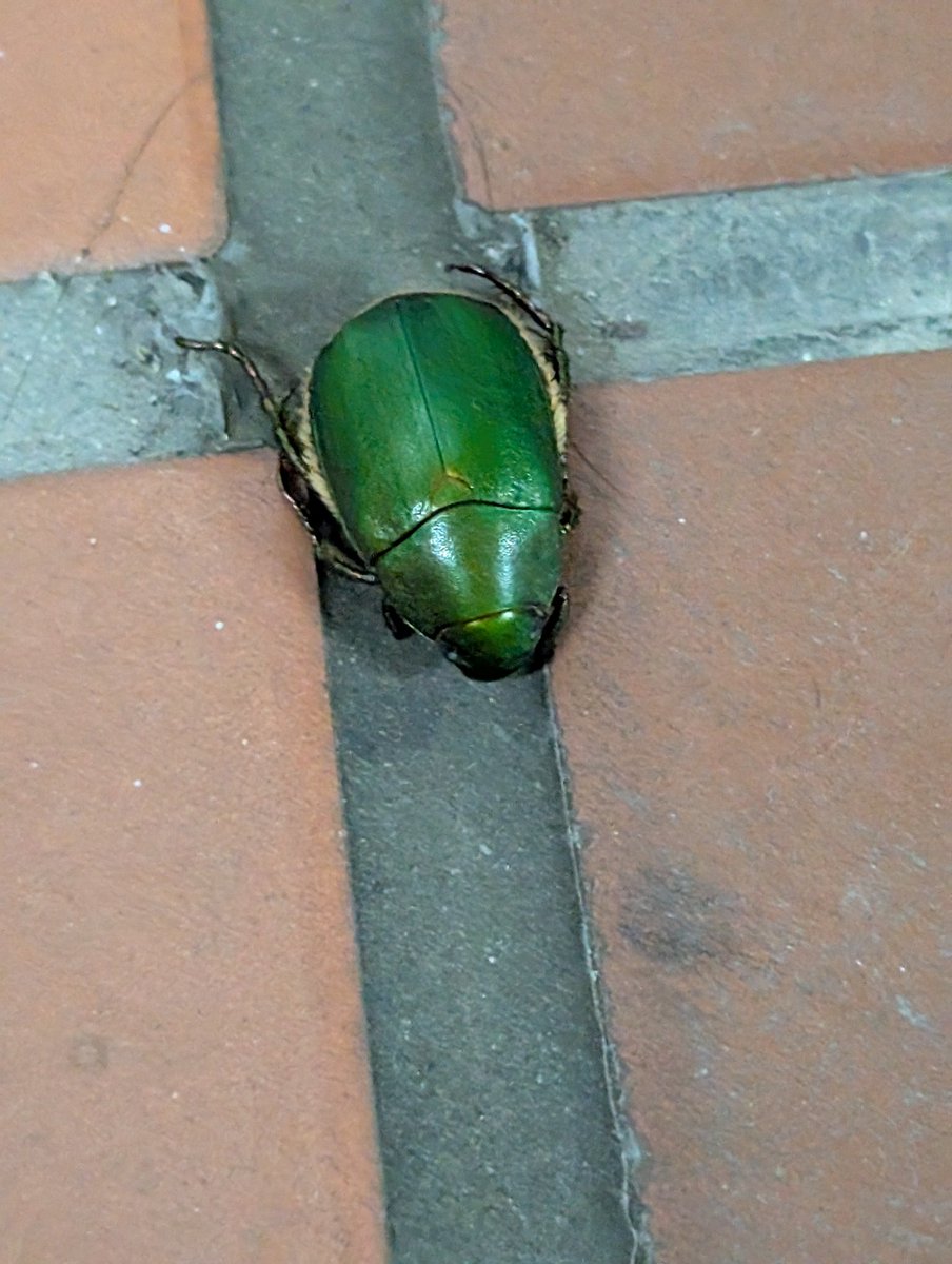 夏だ コガネムシ生きていたです😅
#夏 #コガネムシ