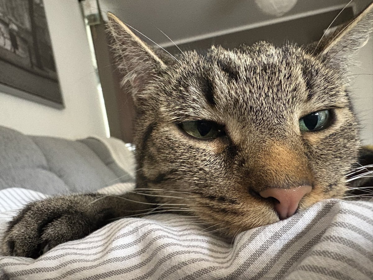 ᶠʳᵃᵘ ᴾᶦᵉᶠᵏᵉ +2 tweet media