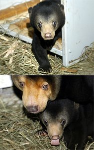 masamiloveranm1's tweet image. 今日はマチ21歳のお誕生日🎂✨
お顔のタルタルがママに似てきてる様な🐻
母キョウコは愛娘の成長をお空から見守っている事でしょう🌈
#マレーグマ
#マチ
#父アズマ母キョウコ